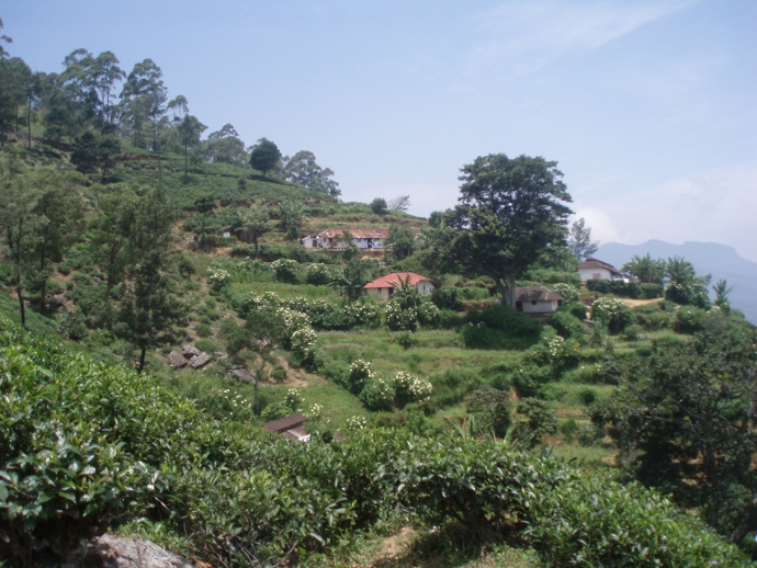 tea estate