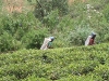 tea picking